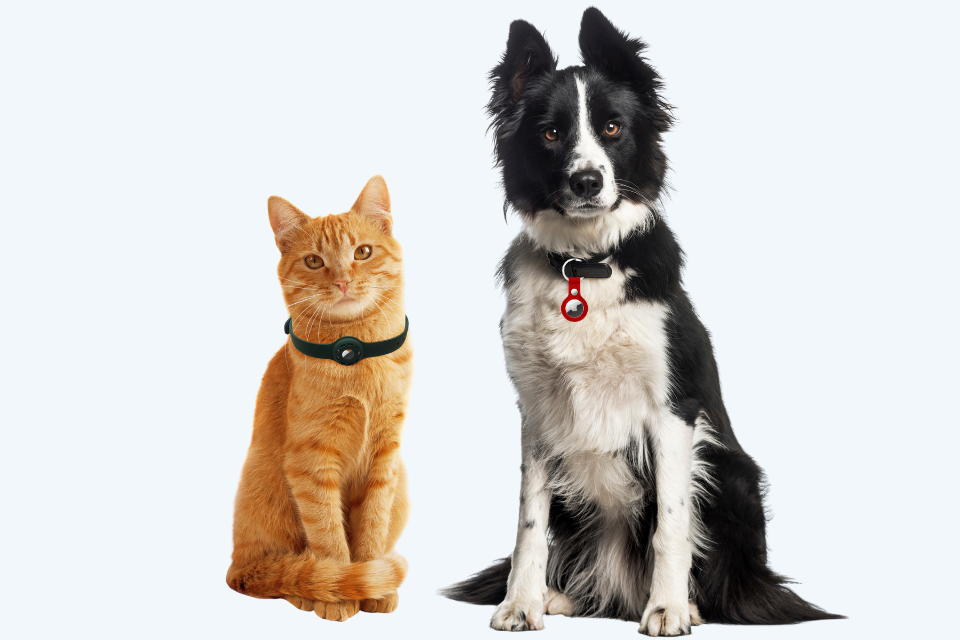 Huisdier traceren met een AirTag? - Zo doe je dat!